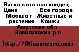 Вяска кота шатландец › Цена ­ 1 000 - Все города, Москва г. Животные и растения » Кошки   . Амурская обл.,Завитинский р-н